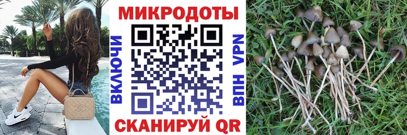 где купить наркоту  Гурьевск  Галлюциногенные грибы Psilocybe 